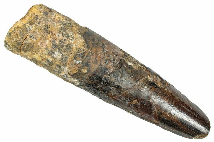 Fossil Spinosaurus Tooth - Feeding Worn Tip #348598